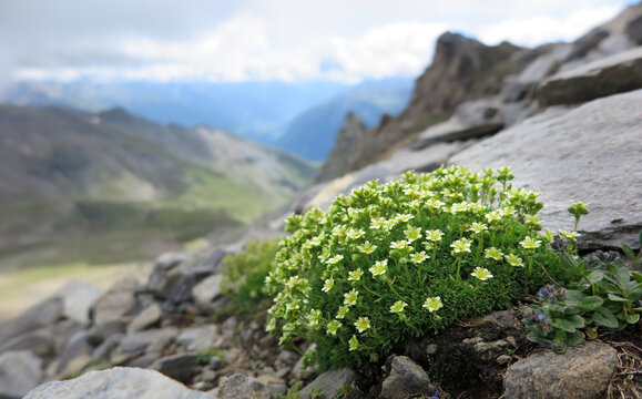Blaugr&uuml;ner Steinbrech - Saxifraga caesia - alpine saxifrage 
