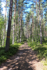 Hiking trail in forest, Kramstaleden (Kramsta Trail) in Järvsö
