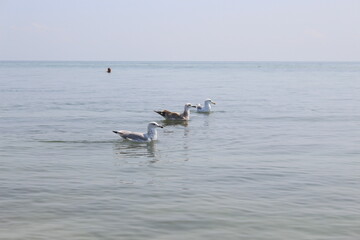 Seagulls sit on sea water near the summer beach