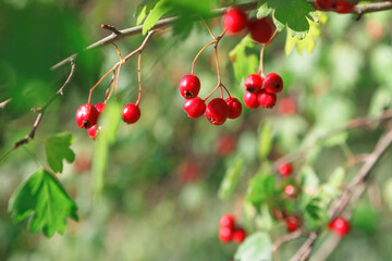 Red berries and green leaves . Hawthorn berries on the branch 