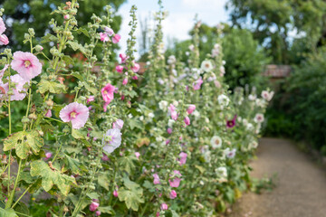 An assortment of common hollyhock (alcea rosea) flowers in bloom