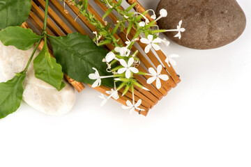 Plumbago zeylanica, flowers isolated on white surface. top view,flat lay.