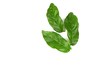 Jasmine green leaves isolated on white background.top view,flat lay.