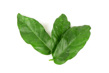 Jasmine green leaves isolated on white background.top view,flat lay.