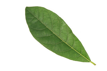 Litsea glutinosa green leaves isolated on white background.top view,flat lay.