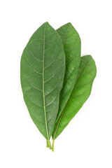 Obraz premium Litsea glutinosa green leaves isolated on white background.top view,flat lay.