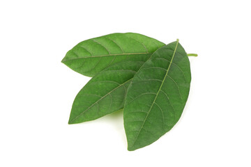 Obraz premium Litsea glutinosa green leaves isolated on white background.top view,flat lay.