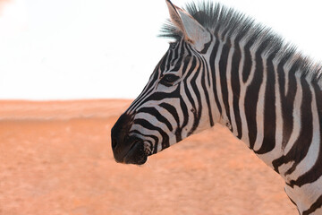 Portret of a zebra, facing the camera in back light in the Nation Park, South Africa