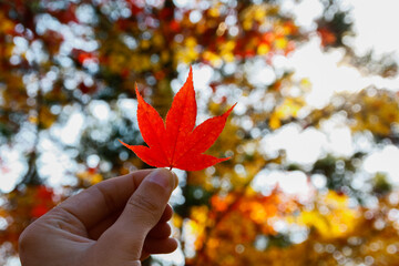 Hand holding a red maple leaf in autumn, Kyoto, Japan, in horizontal