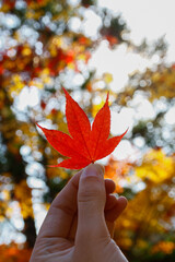 Hand holding a red maple leaf in autumn, Kyoto, Japan, in vertical