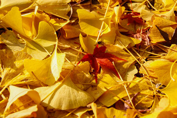 Ground covered with yellow ginko leaves and one single red maple leaf in autumn season, in Kyoto, Japan