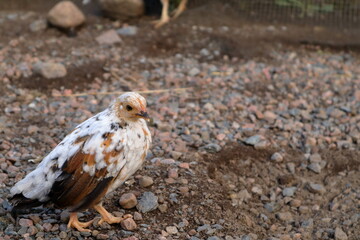 Young small Swedish chicken. Called Öländsk dvärghöna or in latin Gallus gallus domesticus. Selective focus, blurry background. Eye contact. Västergötland, Sweden, Europe.