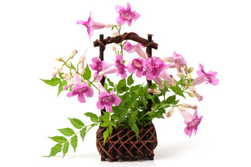 Happiness flowers isolated on white background.