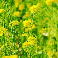 菜の花