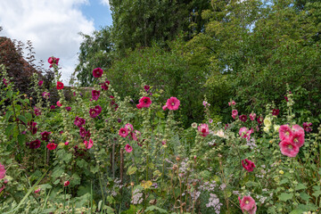 Common hollyhock (alcea rosea)  flowers in bloom