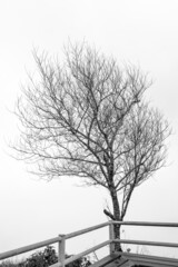 Dead tree abstract silhouette on nature background.