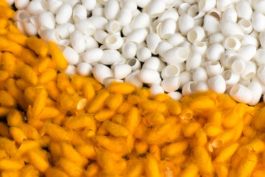 Yellow and white cocoon on nature background.