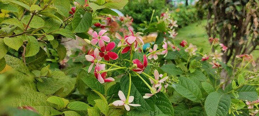 Obraz premium pink and yellow flowers