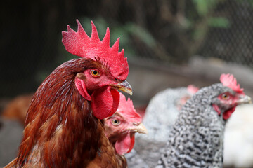 Red rooster and hens on the farm, poultry concept. Chickens in countryside