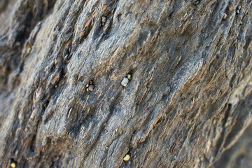 A closeup of seashells on a rock at a beach during low tide