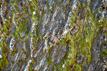 Close-up of bright green algae background. Green algae from Irish Sea. Closeup background texture