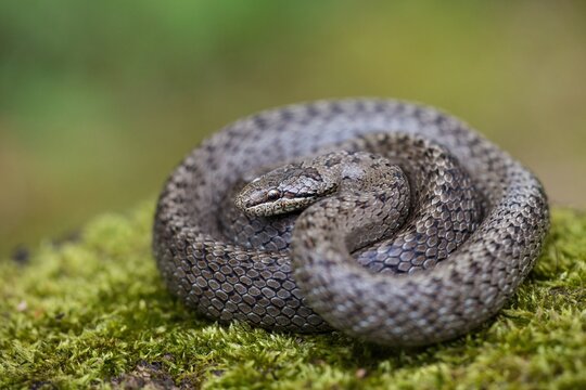 Textured dice snake, natrix tessellata, basking on green ground with blurred background. Gray reptile twisted on moss in summer. Wild long animal lying in forest.