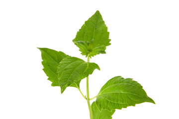 Siam weed or Chromolaena odorata on nature background.