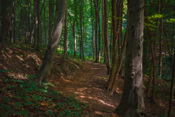 Obraz premium morning calm forest silence atmosphere in beautiful natural space with high trees dirt curved trail