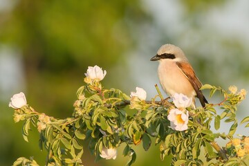 Little great grey shrike, lanius excubitor, sitting on branch with blooming flowers. Small bird looking on blossom tree with copy space. Songbird watching on sunlight with space for text.
