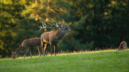 Red deer, cervus elaphus, roaring on grassland in sunny rutting season. Stag bellowing on glade...
