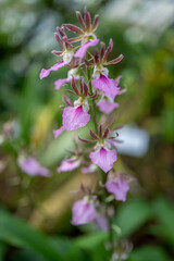 Blüte