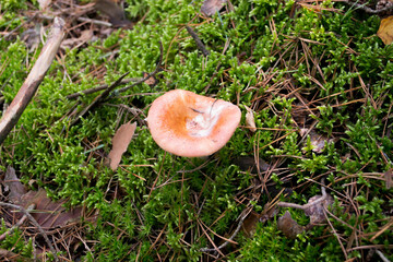 Red Russula mushroom growing in the forest moss