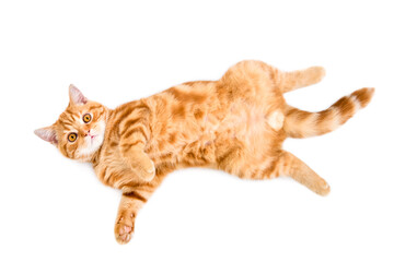 Adorable ginger kitten scottish straight lying on its back, top view, isolated on a white background