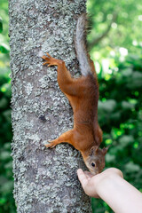 squirrel in the tree