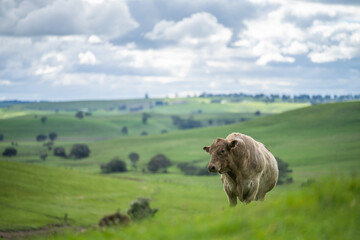 Stud Angus, wagyu and murray grey beef bulls and cows, being grass fed on a hill in Australia.