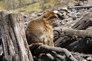 Barbara Macaque, Macaca sylvanus, sitting on a rock and watching the surroundings