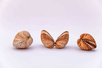 set of clam mollusk shell isolated on white background, rough cockle, Acanthocardia tuberculata, empty shell isolated on white background, common cockle shells, bivalve shell, Open shell