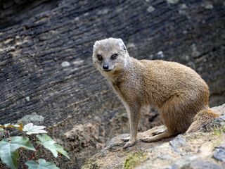 Yellow Mongoose, Cynnictis penicillata, sitting on a large boulder and watching the surroundings