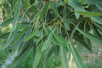 Fototapeta premium Tabebuia caraiba (Tabebuia aurea, Caribbean trumpet, silver trumpet tree, tree of gold) with a natural background