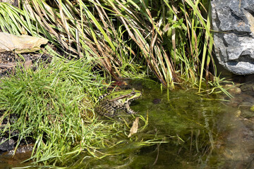 Marsh Frog, Pelophylax Ridibundus, sitting in the pond and lurks on prey