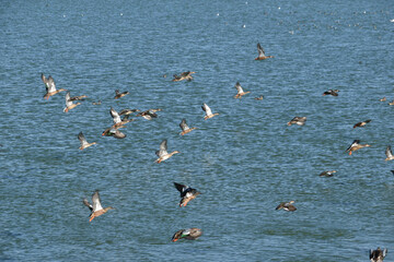 A mixed flock of ducks taking flight 