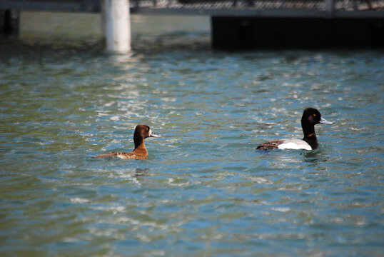 A male and female lesser scaup