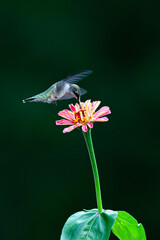 Ruby throated hummingbird and pink zinnia flower with dark background
