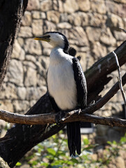Little Pied Cormorant, Phalacrocorax Melanoleucus, is a small kind of cormor with black head and sharp ending of the beak.