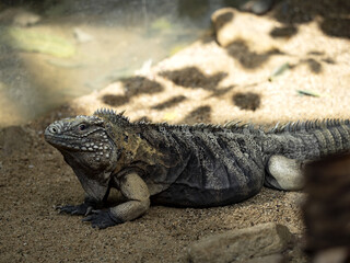 Cuban Ground Iguana, Cyclura n. Nubila, lives exclusively in Cuba is threatened by extinction