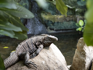 Cuban Ground Iguana, Cyclura n. Nubila, lives exclusively in Cuba is threatened by extinction