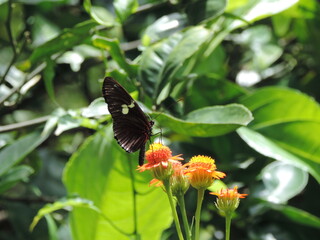 butterfly on flower