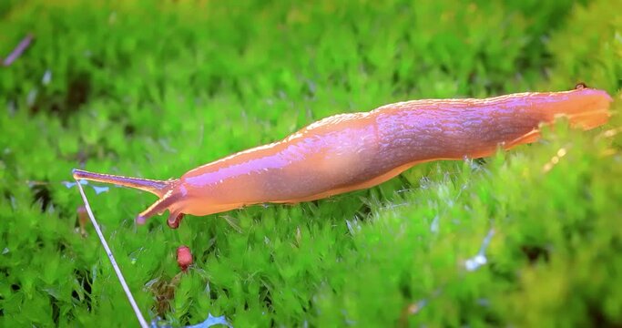 Slug slowly crawls on the green grass.. Slug is a common name for a number of gastropods that have undergone a reduction or complete loss of the shell during their evolutionary development.