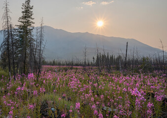 Fireweed (Chamaenerion angustifolium) growing among forest fire tree snags in Kootenay National Park, British Columbia, Canada