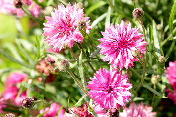 A photograph of a beautiful pink cornflower wild flower in a natural garden